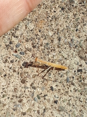 Mantidae