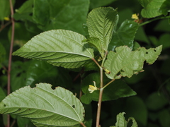 Corchorus aestuans, photograph (c) Thomas Mesaglio, some rights reserved (CC BY)