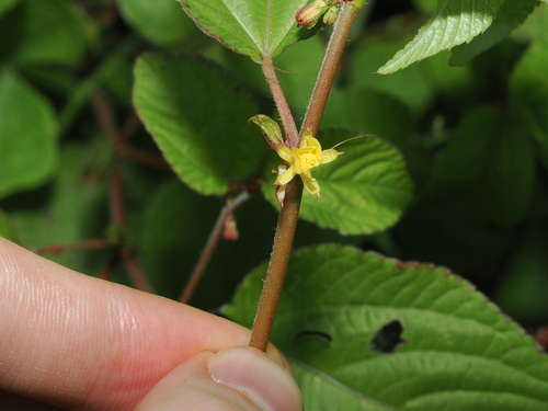Corchorus aestuans, photograph 5