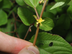 Corchorus aestuans, photograph (c) Thomas Mesaglio, some rights reserved (CC BY)