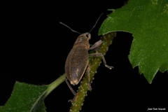 Brachyderes lusitanicus