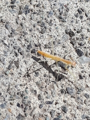 Mantidae