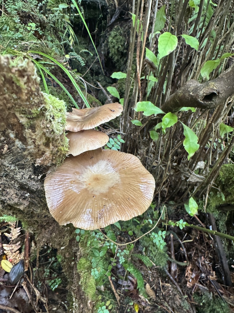 Armillaria novae-zelandiae · April 2026 · photo: © iandickie (iNaturalist, cc-by)