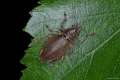 Brachyderes lusitanicus