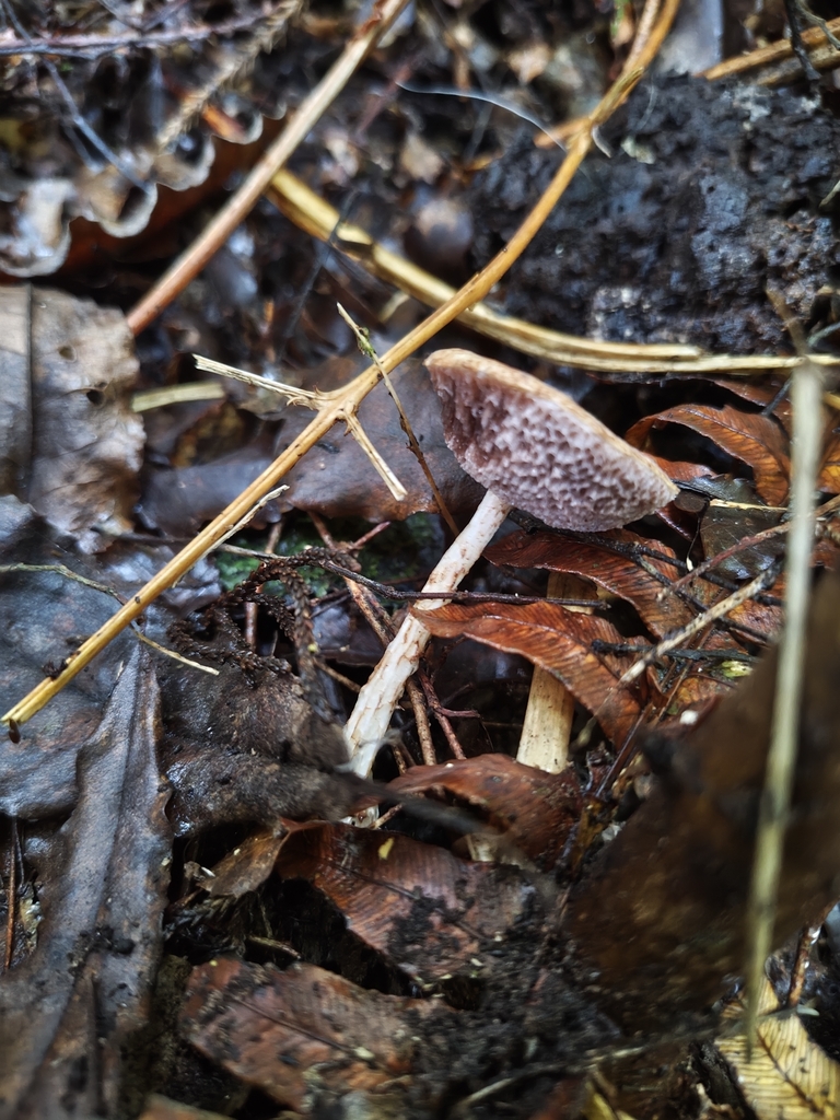 Austroboletus novae-zelandiae · April 2026 · photo: © bryanhawke (iNaturalist, cc-by)