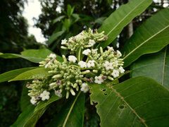 Alstonia spectabilis, photograph (c) Steve Fitzgerald, some rights reserved (CC BY-SA)