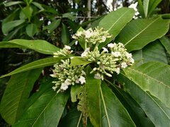 Alstonia spectabilis, photograph (c) Steve Fitzgerald, some rights reserved (CC BY-SA)