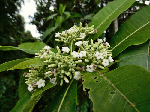 Alstonia spectabilis