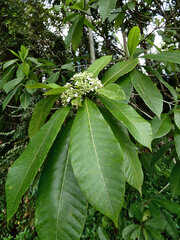 Alstonia spectabilis, photograph (c) Steve Fitzgerald, some rights reserved (CC BY-SA)