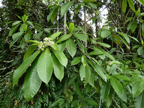 Alstonia spectabilis, photograph 4