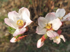 Prunus tomentosa