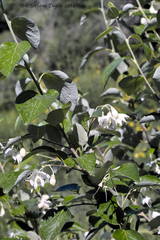 Styrax officinalis