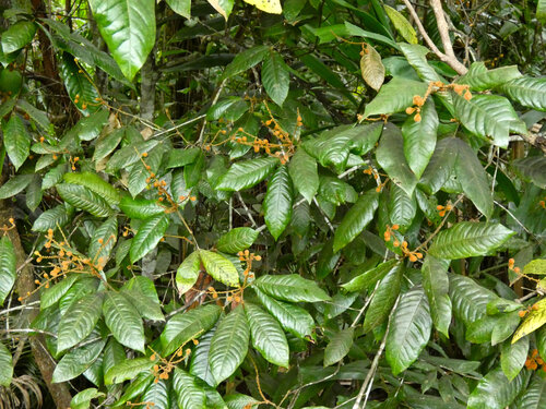 Mischocarpus lachnocarpus observed 2026-03-30