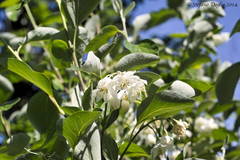 Styrax officinalis