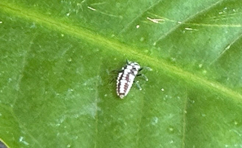 Anegleis cardoni