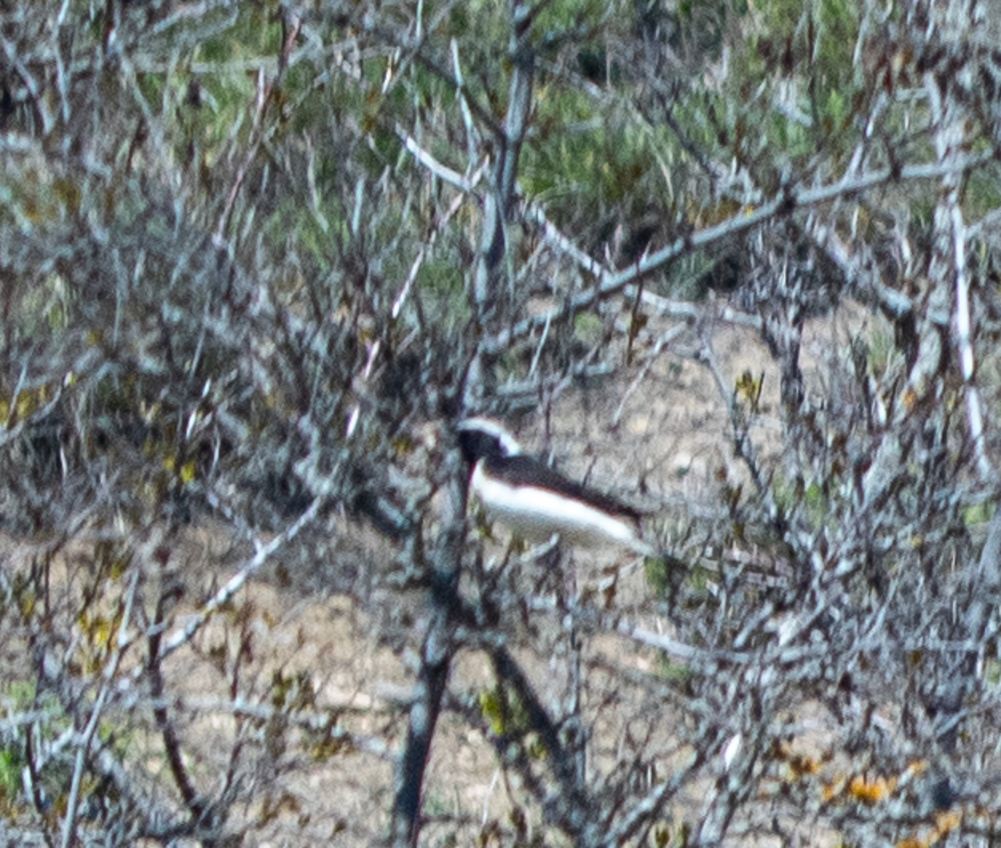 Pied Wheatear (Oenanthe pleschanka), photo 8