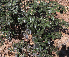 Ilex opaca