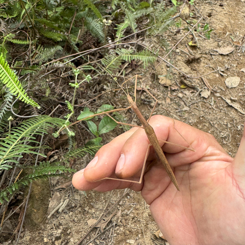 Pinkwing Stick Insect