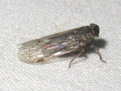 Melanoliarus aridus