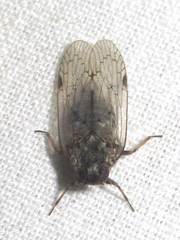 Melanoliarus aridus
