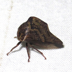 Telamona ampelopsidis