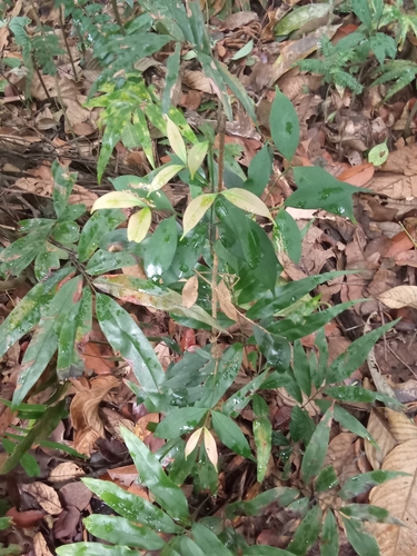 Taenitis blechnoides observed 2026-04-21