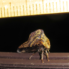 Telamona ampelopsidis