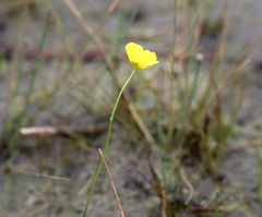Utricularia gibba