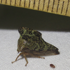 Telamonini