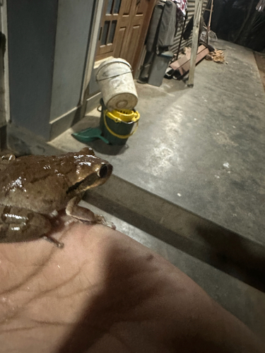 Chunam Tree Frog