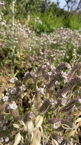 iNaturalist observation photo of caterpillar scorpionweed