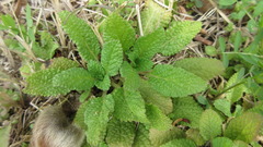 Salvia plebeia