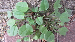 Trigonotis peduncularis