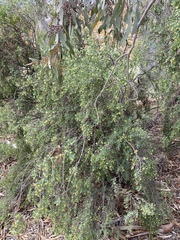 Pimelea microcephala microcephala