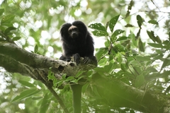 Leontopithecus chrysopygus