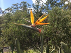 Strelitzia reginae