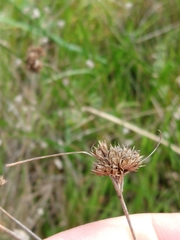 Juncus occidentalis