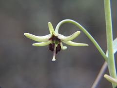 Fritillaria brandegeei