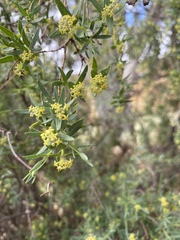 Pimelea microcephala microcephala