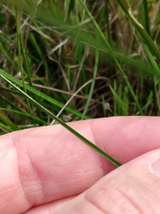 Juncus occidentalis