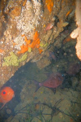 Pempheris multiradiata