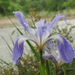 Pacific Coast Irises - Photo (c) Margarita Orlova, some rights reserved (CC BY-NC), uploaded by Margarita Orlova