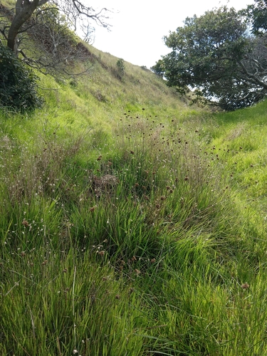 Image of Juncus occidentalis by no rights reserved