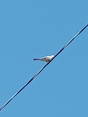 Motacilla alba