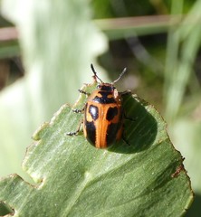 Calomela crassicornis