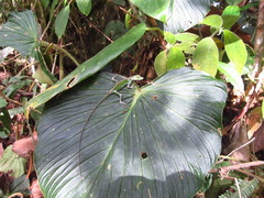 Anolis gemmosus