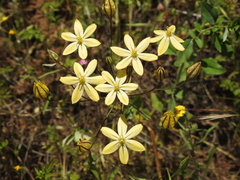 Triteleia ixioides scabra