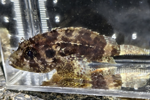 Scorpaenodes guamensis observed 2026-04-20