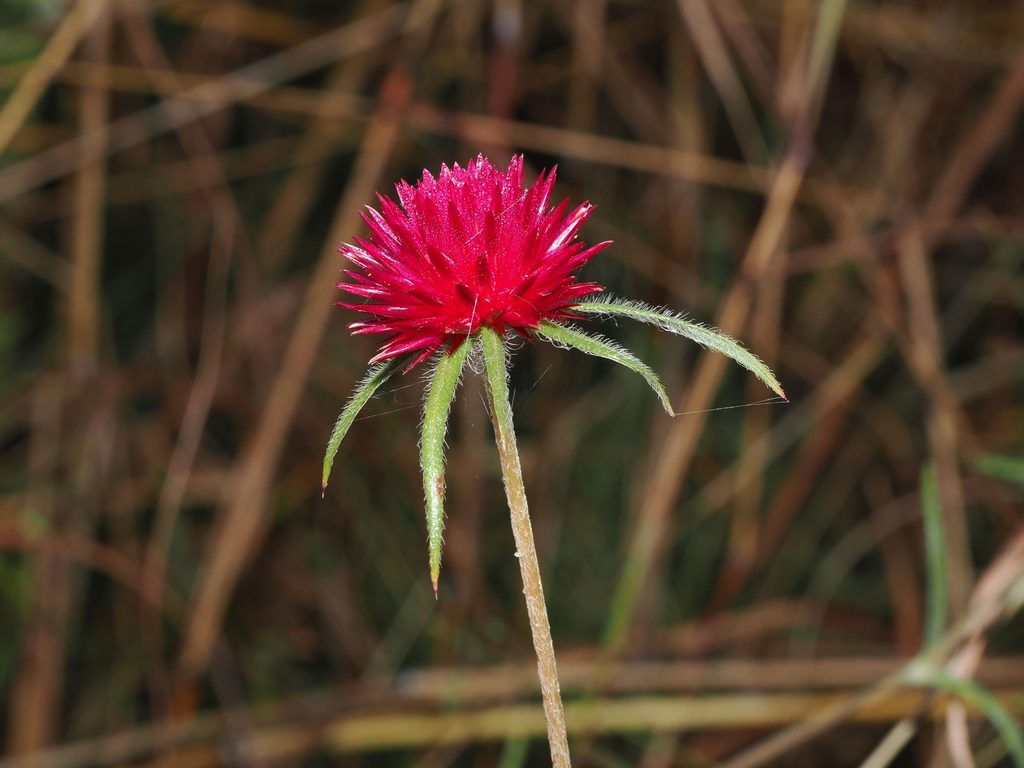 Gomphrena atrorubra
