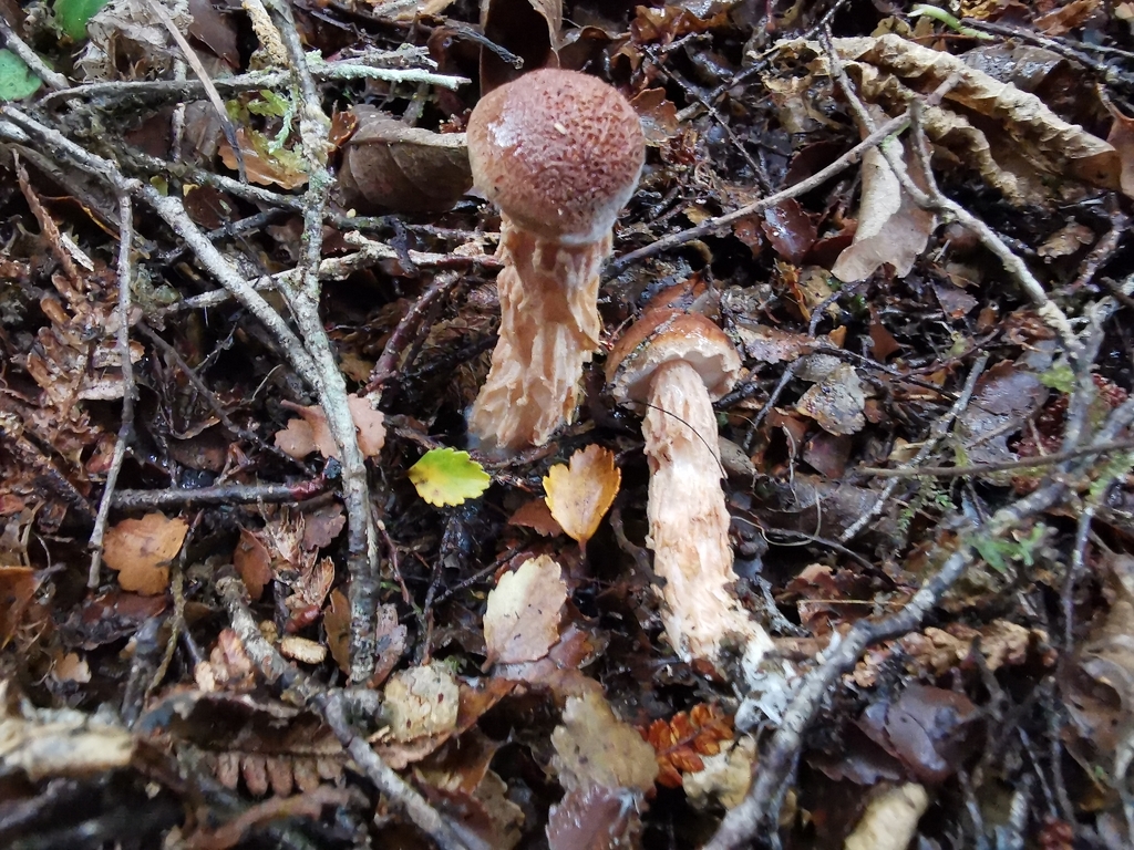 Austroboletus novae-zelandiae · April 2026 · photo: © luisa5719 (iNaturalist, cc-by)